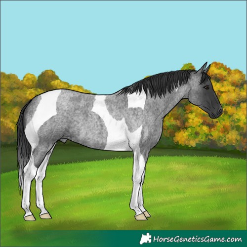 Horse Color:Blue Roan Tobiano 