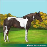 Horse Color:Liver Chestnut Tobiano 