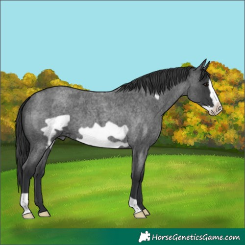 Horse Color:Blue Roan Frame 