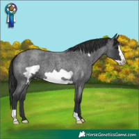 Horse Color:Blue Roan Frame 