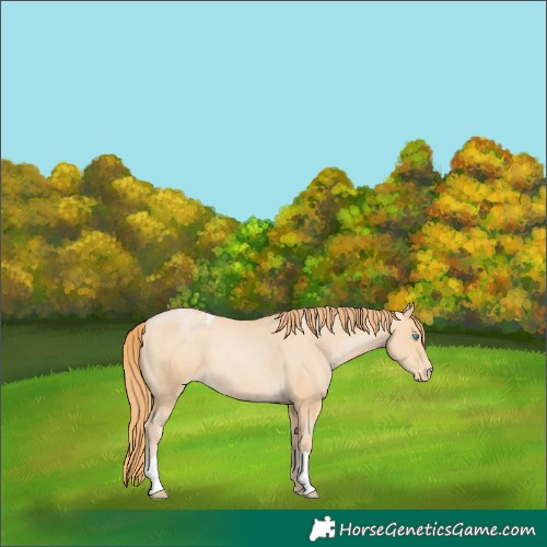 Horse Color:Buckskin Pearl Appaloosa 