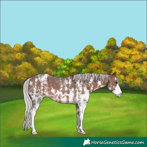 Horse Color:Silver Brown Sabino Appaloosa 