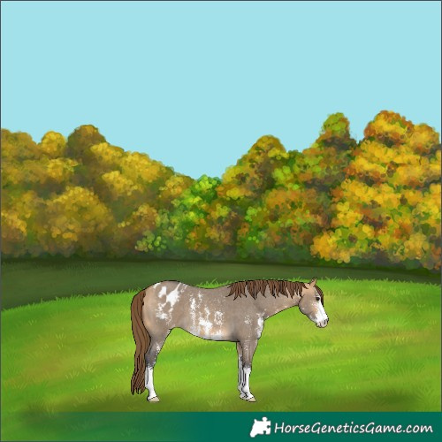 Horse Color:Buckskin Dun Sabino Blanket