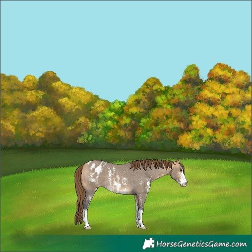 Horse Color:Buckskin Dun Sabino Appaloosa