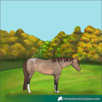 Horse Color:Brown Dun Blanket