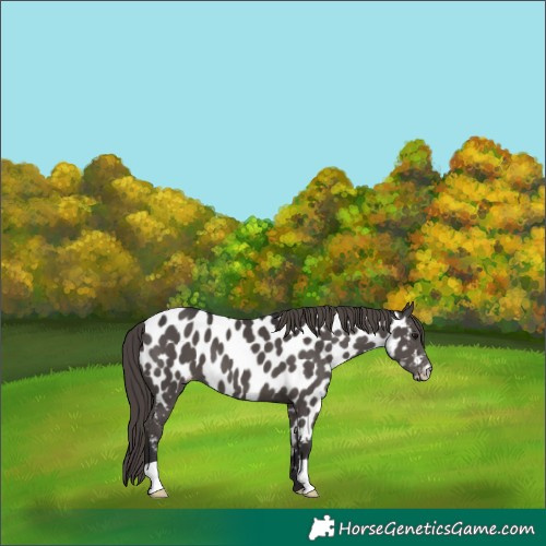 Horse Color:Smoky Black Near Leopard