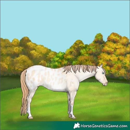 Horse Color:Buckskin Pearl Dun Blanket 