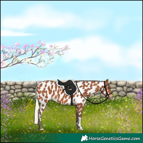 Horse Color:Silver Bay Appaloosa 
