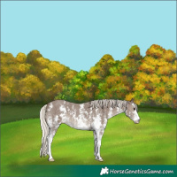 Horse Color:Silver Black Sabino