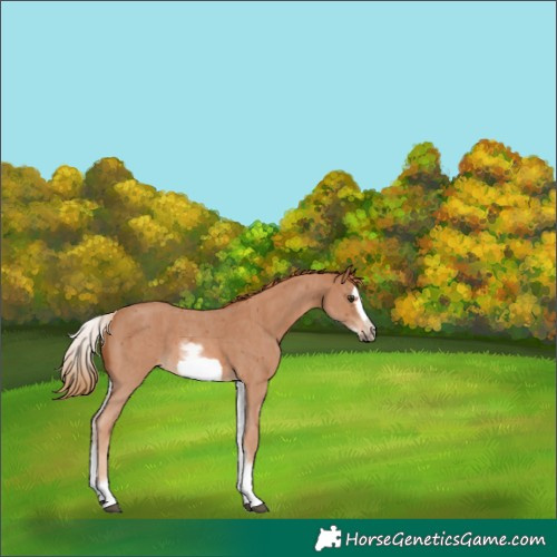 Horse Color:White Spotted Chestnut Sabino Frame 