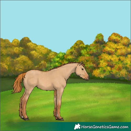 Horse Color:Red Dun and Red Dun