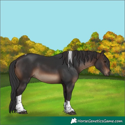 Horse Color:Brown Tobiano Rabicano 