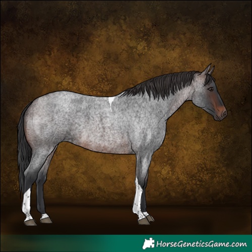 Horse Color:Brown Roan Tobiano Rabicano 