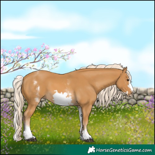 Horse Color:White Spotted Palomino Frame