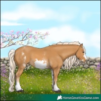 Horse Color:White Spotted Palomino Frame 