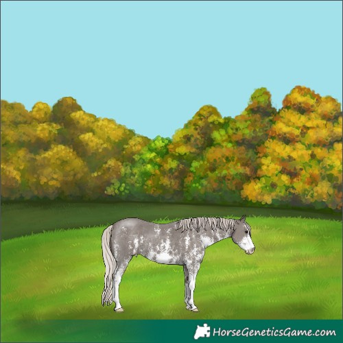 Horse Color:Silver Black Sabino 