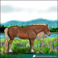 Horse Color:Chestnut 