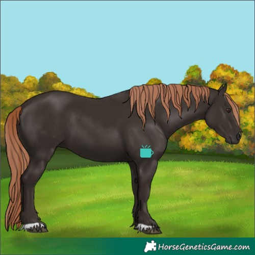 Horse Color:Liver Chestnut 