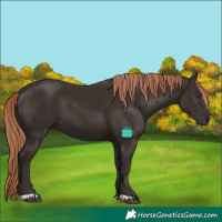 Horse Color:Liver Chestnut 