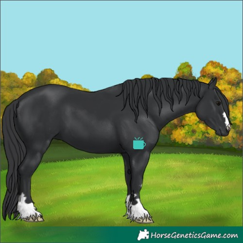 Horse Color:Black 