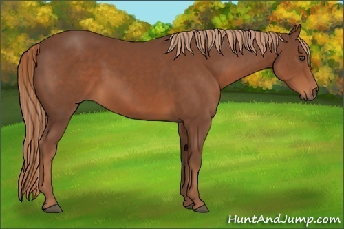 Horse Color:Chestnut Rabicano 