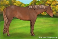 Horse Color:Chestnut Rabicano