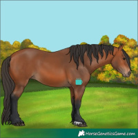 Horse Color:Bay 