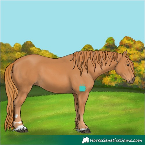 Horse Color:Chestnut 