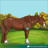Horse Color:Chestnut 