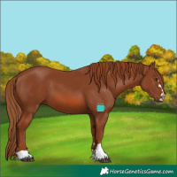 Horse Color:Chestnut 