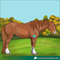 Horse Color:Chestnut 