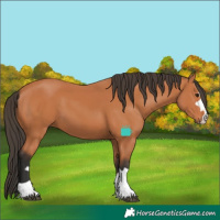 Horse Color:Bay 