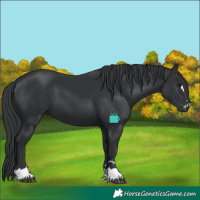 Horse Color:Black 