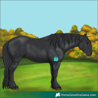 Horse Color:Black 