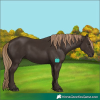 Horse Color:Liver Chestnut 