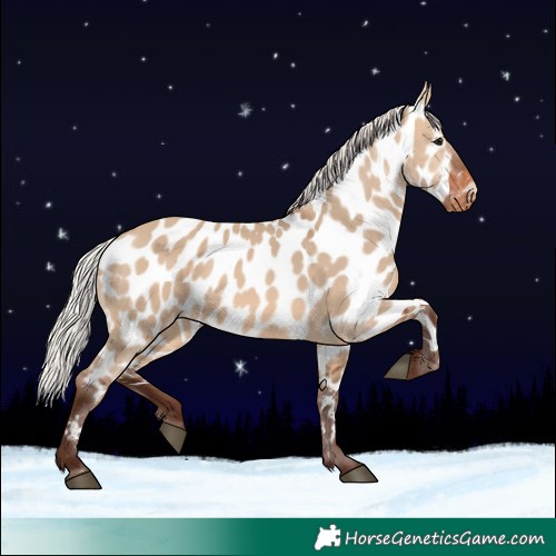 Horse Color:Silver Brown Dun Appaloosa
