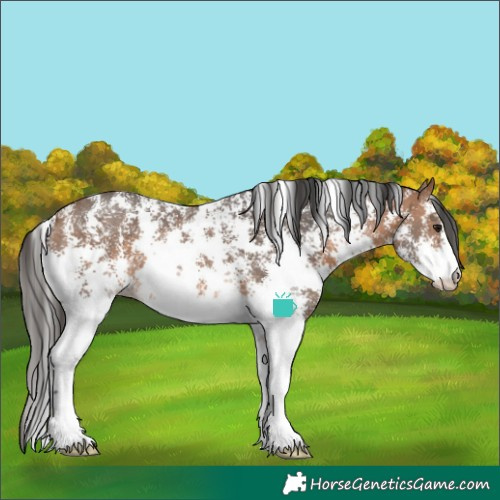 Horse Color:Bay Sabino 