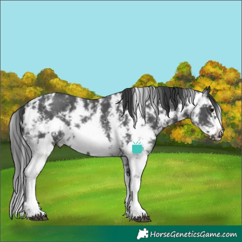 Horse Color:Black Sabino Frame 