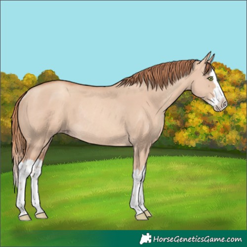 Horse Color:Gold Champagne Dun Splash Rabicano