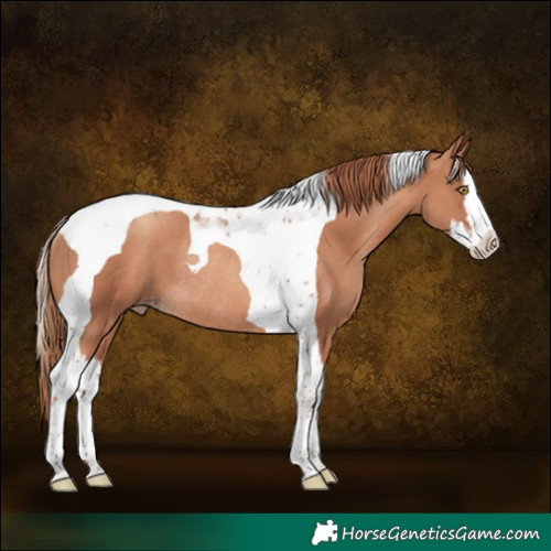 Horse Color:Gold Champagne Splash Tobiano Rabicano 