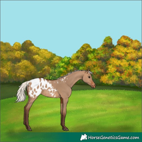 Horse Color:Silver Brown Dun Appaloosa 