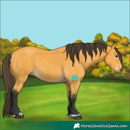 Horse Color:Buckskin 