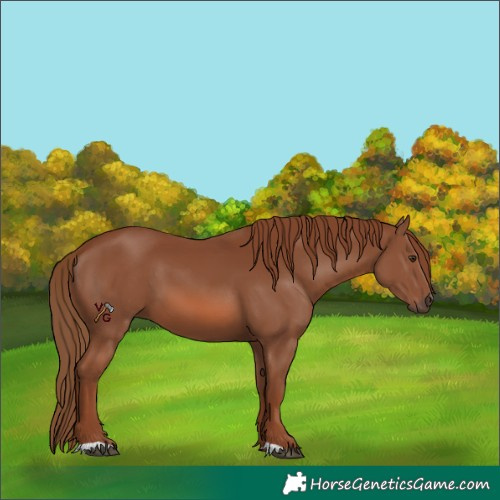 Horse Color:Chestnut 