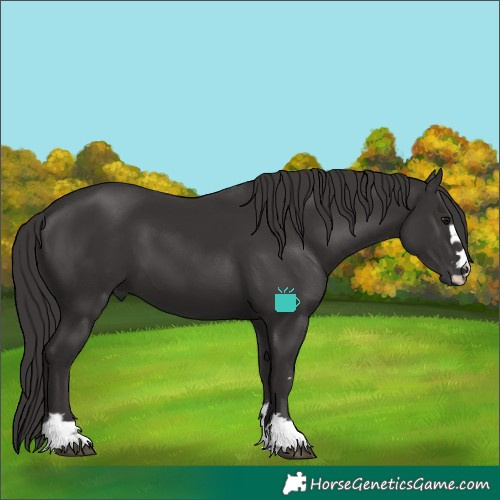 Horse Color:Smoky Black 