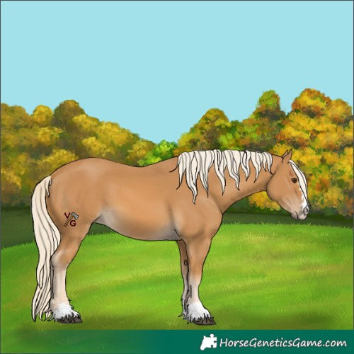Horse Color:Unknown 