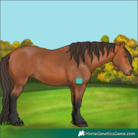Horse Color:White Spotted Bay 