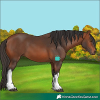 Horse Color:White Spotted Bay