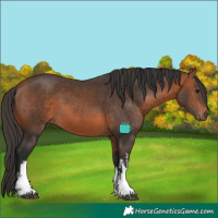 Horse Color:White Spotted Bay