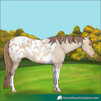 Horse Color:Amber Champagne Dun Tobiano Appaloosa