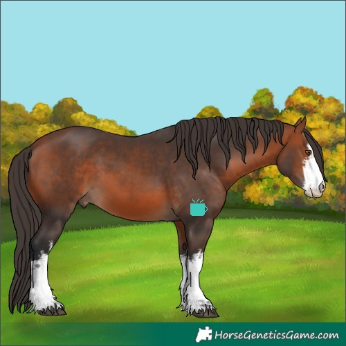 Horse Color:White Spotted Bay 